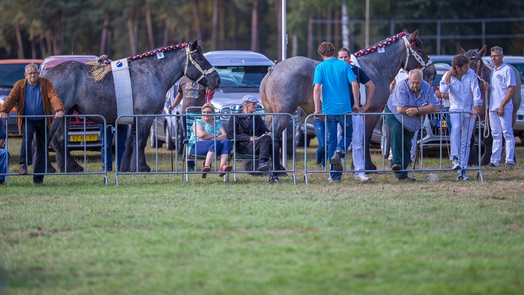 Lierop Fokpaardendag 2016 (109).jpg - Lierop Fokpaardendag 2016